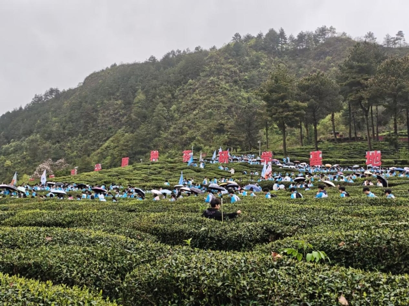 春日茶韵·山野寻香——黔南职院研学基地“三交”平台作用有效发挥